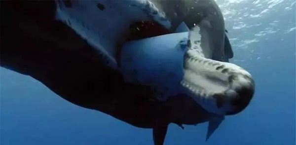 鲸鱼的结局除了鲸落，还有什么结果？