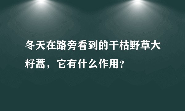 冬天在路旁看到的干枯野草大籽蒿，它有什么作用？