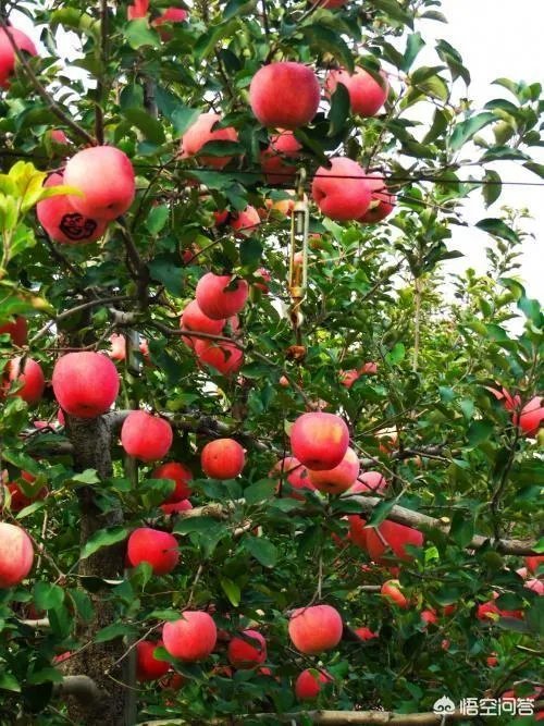 现在苹果价格的行情如何？