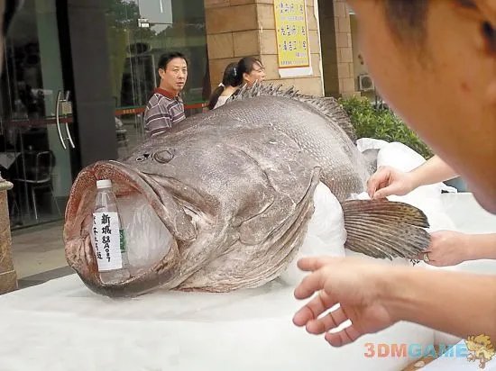 大得难以想象 那些震撼世人的巨型动物