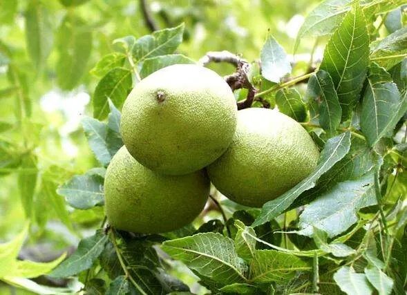 云南核桃之乡在哪里