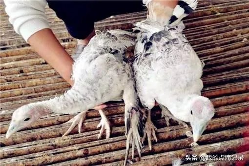 火鸡养殖前景怎么样？