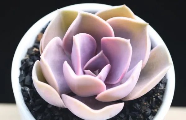 多肉花语大全带图片