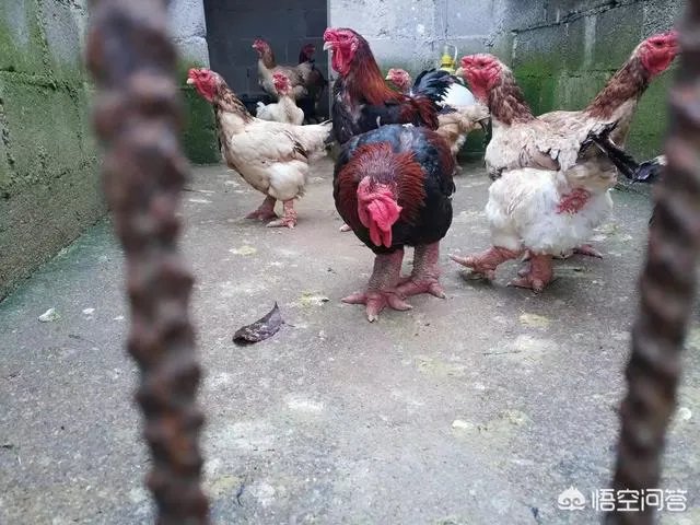 你们农村致富故事有哪些？