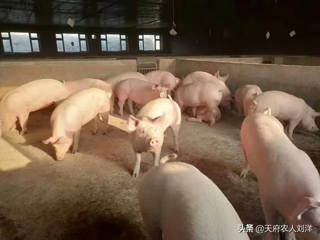 养猪效益怎样？