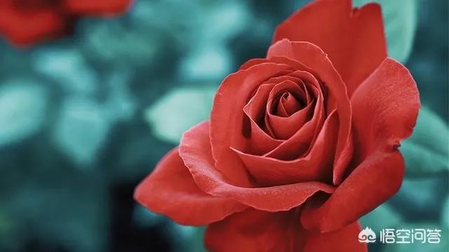 花店里卖的玫瑰明明都是月季花,可人们为什么总说是玫瑰花?