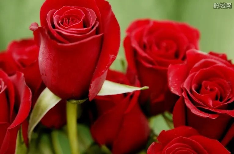 99朵玫瑰多少钱 99朵玫瑰代表什么意思