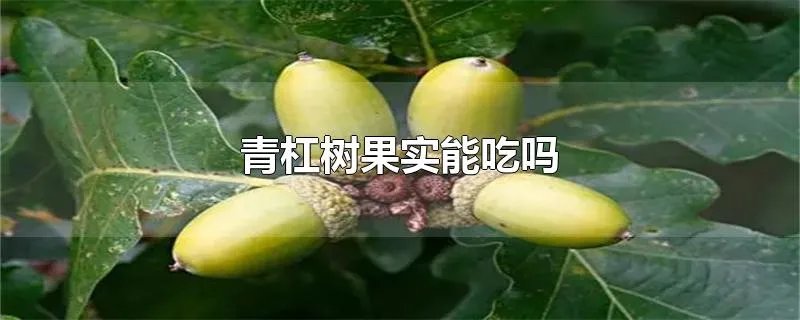 青杠树果实能吃吗