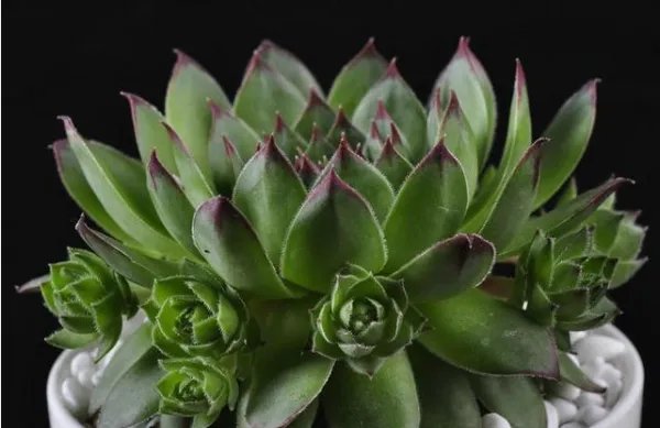 多肉花语大全带图片