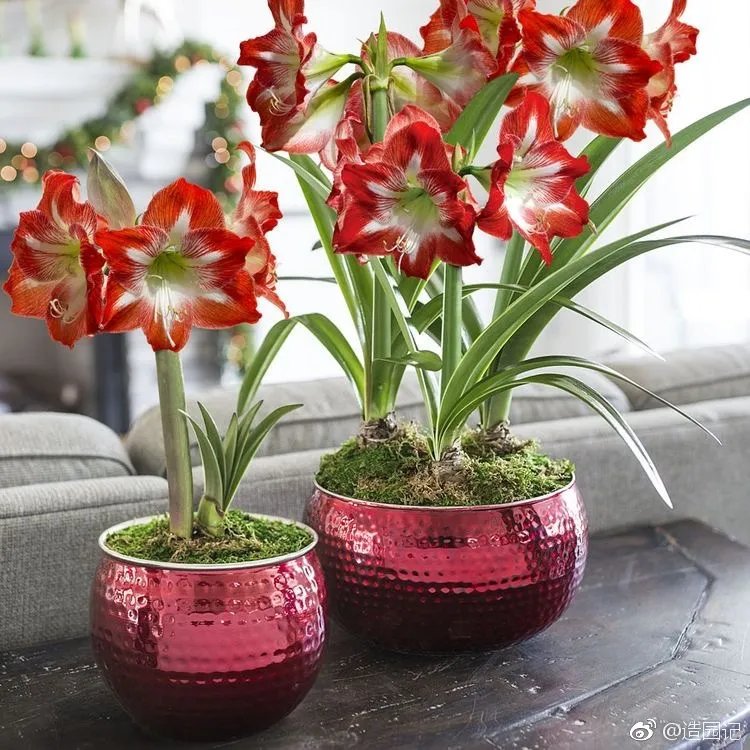 很多花友说「我缺的是花园啊」，其实园艺不是土豪专享啊！你有个...