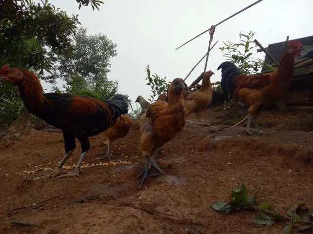 火鸡养殖前景怎么样？