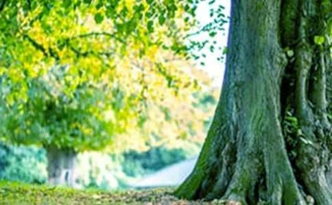 《小苗与大树的对话》读后感