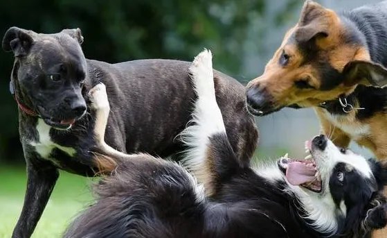 为什么狗狗一见面就先“闻屁股”?