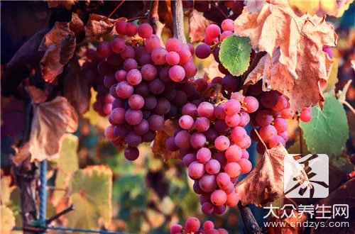 做葡萄酒葡萄要不要洗        
