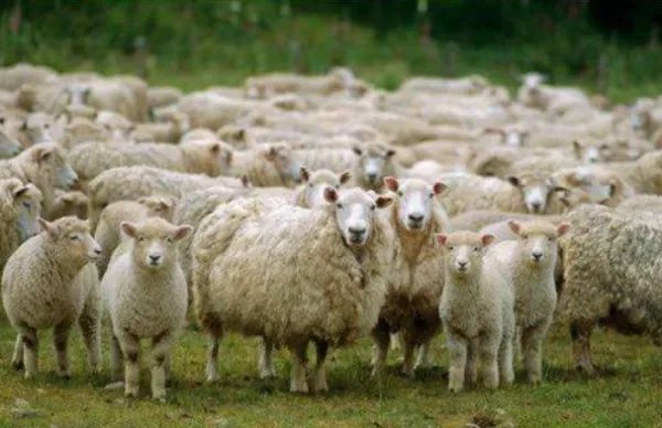 蒙古国捐赠的3万只羊动向是哪里？