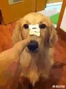 咬死过鸡的金毛会伤人吗？