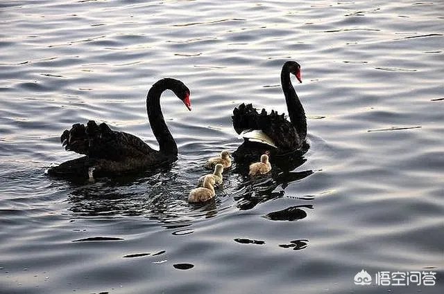 四川一岁幼童被生父扔下六楼死亡，据说是因为孩子生父被父母指责没用，这事你怎么看？