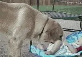 咬死过鸡的金毛会伤人吗？