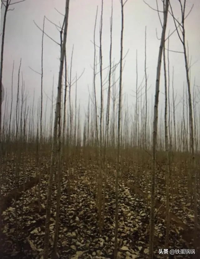 107杨树育苗扦插成活率是多少？怎么才能成活率高？