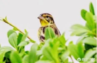 现在广州哪里还可以看到禾花雀？