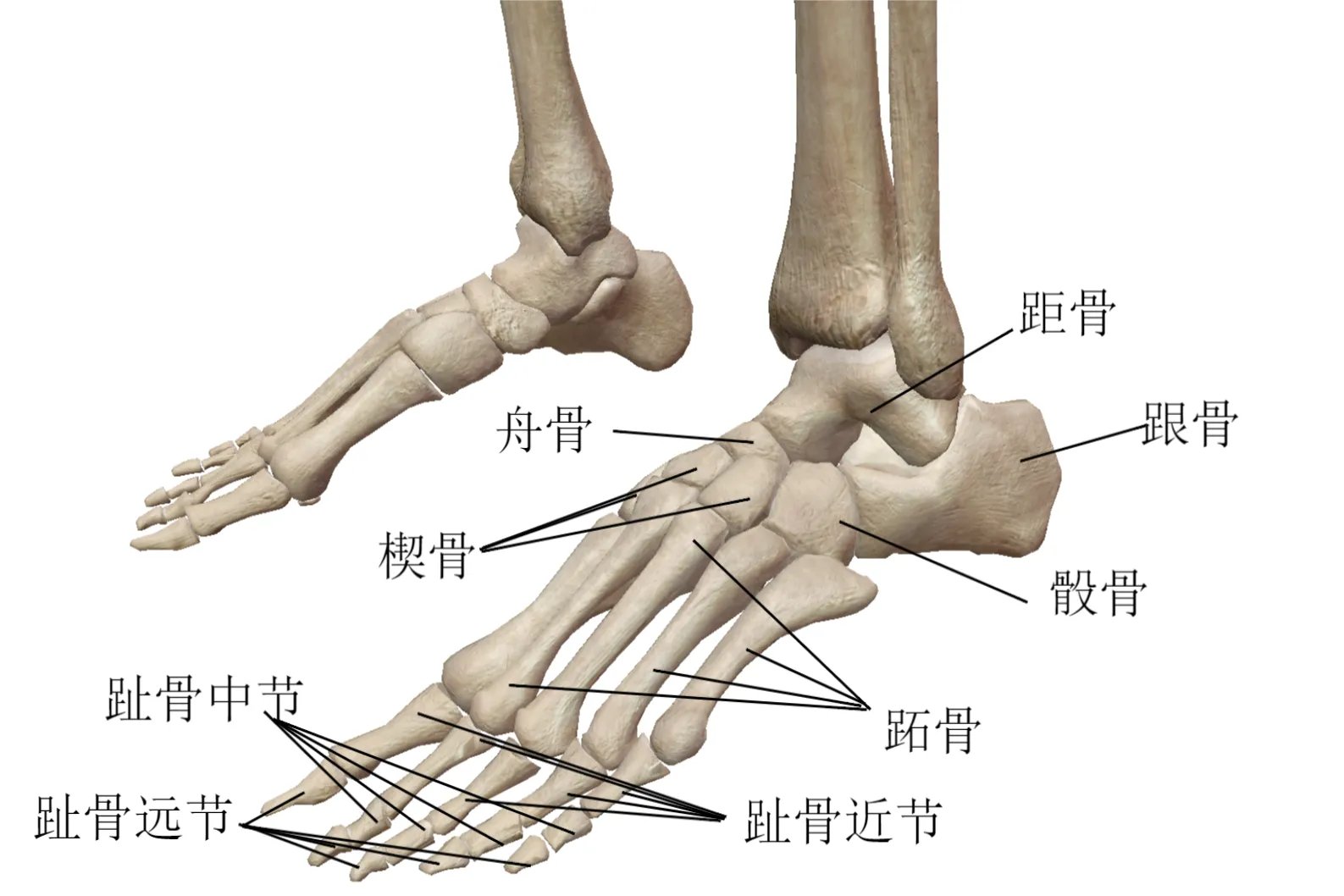 足骨解剖图