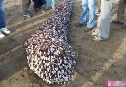 海滩上飘来这 老渔民欣喜若狂!（组图）