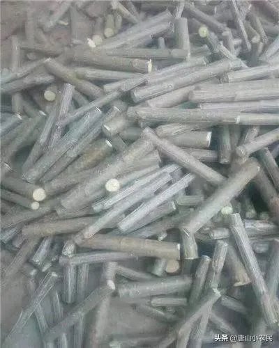 107杨树育苗扦插成活率是多少？怎么才能成活率高？