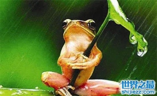 打伞树蛙是真的吗 树蛙真的存在这样的行为吗？ 