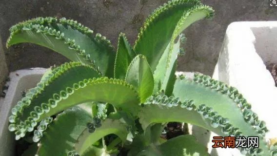 落地生根花有毒吗