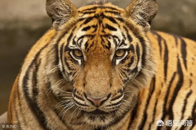 胜之不武是什么动物