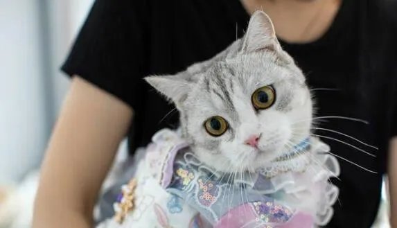 90后女孩给猫做汉服月入7万 事件始末详情介绍