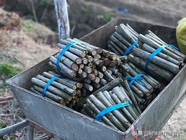 107杨树育苗扦插成活率是多少？怎么才能成活率高？