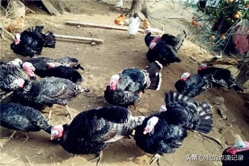 火鸡养殖前景怎么样？