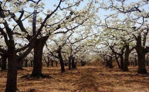 407岁梨树被烧空心仍能结果，为何它的生命力这么强？