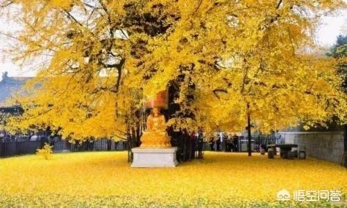 西安村民春节改麦田为停车场,一天收入2000元,你怎么看?