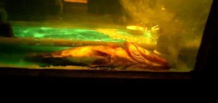 曝俏江南黑厨内幕厨房到底有多脏啊?扫把都能洗锅?!