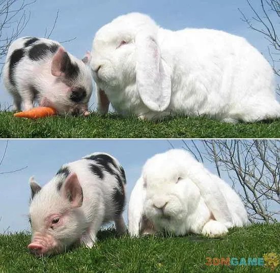 大得难以想象 那些震撼世人的巨型动物