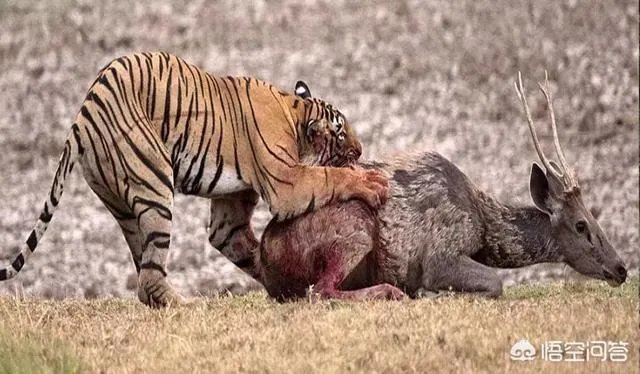 胜之不武是什么动物