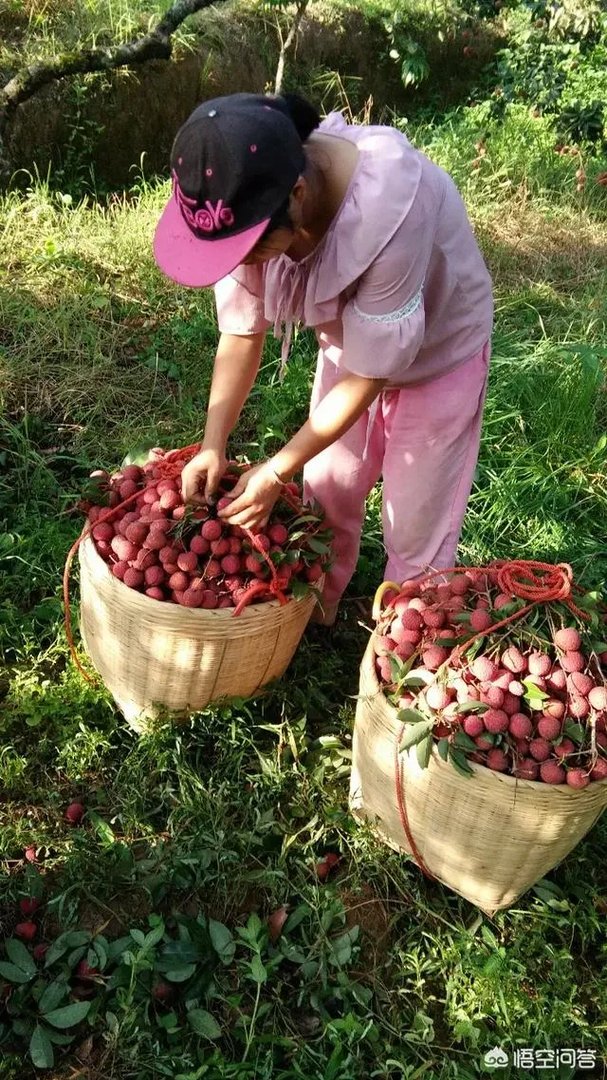 你们农村致富故事有哪些？