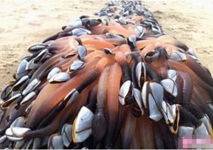 海滩上飘来这 老渔民欣喜若狂!（组图）