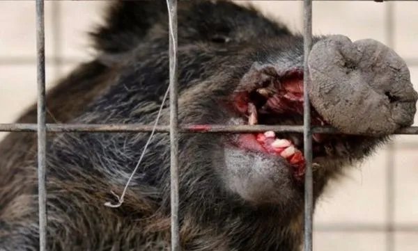 日本福岛泄露的吸入几秒就会丧命的剧毒到底是“何方神圣”？