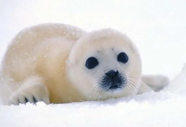 贝加尔湖为什么会有海豹生存?这些海豹是怎么来的?
