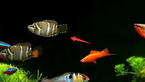 photoshop抠图步骤和技巧介绍