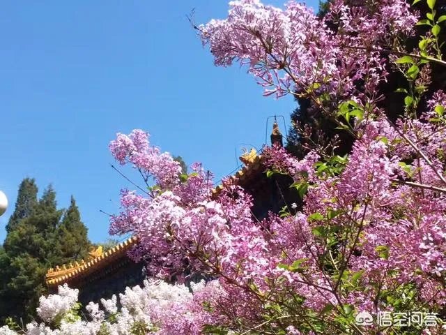 春风十里不如赏花，北京赏花指南是什么？