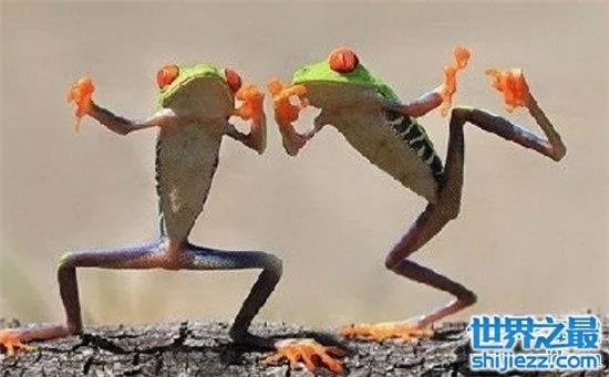 打伞树蛙是真的吗 树蛙真的存在这样的行为吗？ 