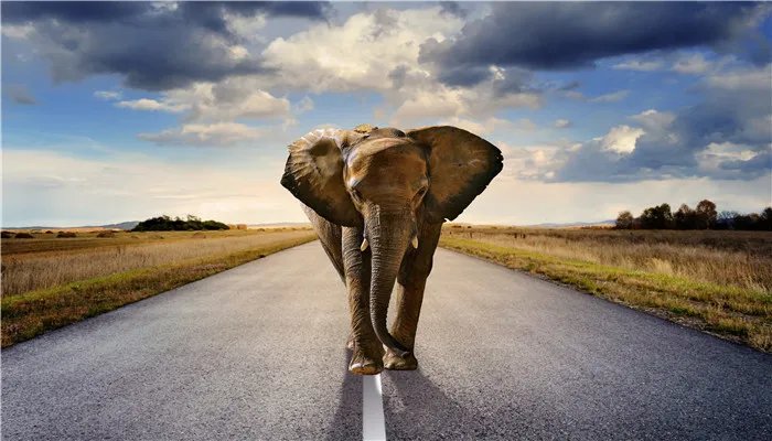 象群迁移的原因 象群为什么要迁徙