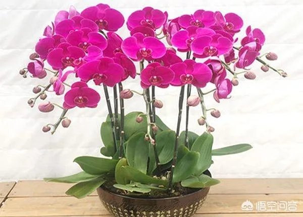 想通过种植什么东西致富，有哪些靠谱的？