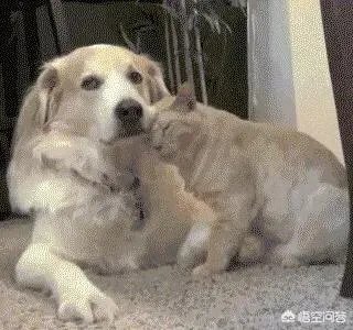 咬死过鸡的金毛会伤人吗？