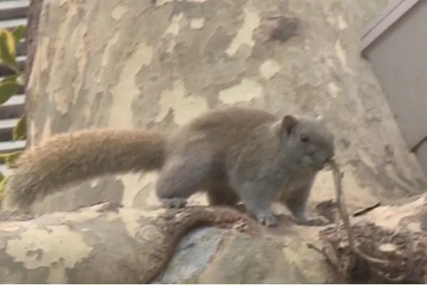 西湖网红松鼠被鹰抓走，鹰作为猛禽对人类生活可能产生什么影响？