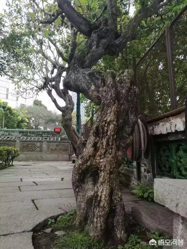 一天299人集中自首，海南派出所不够用了，你怎么看？